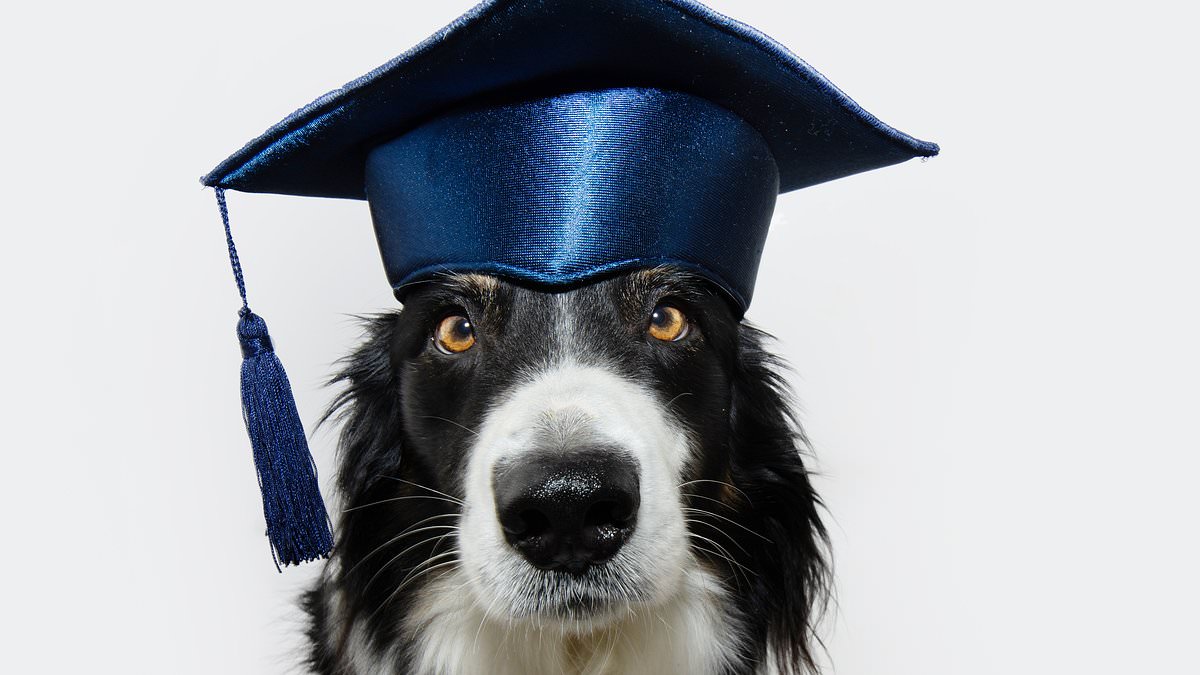 Experts outline five tests to gauge dog intelligence, warn against viral trends