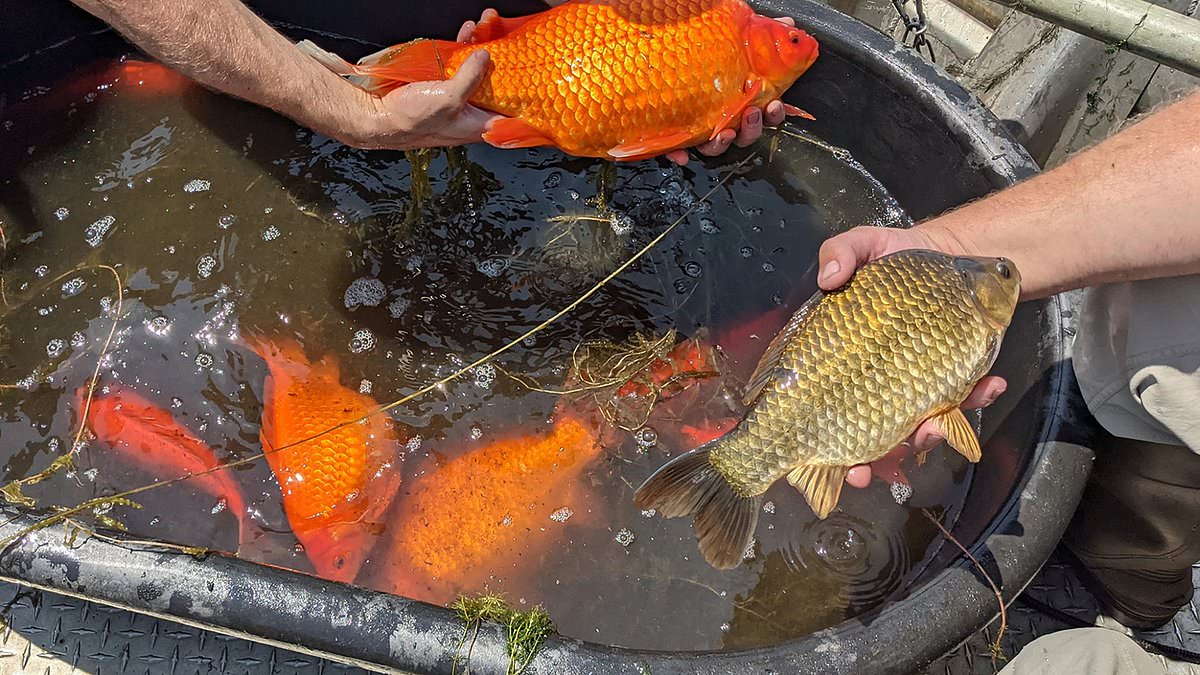 Foot-long goldfish invasion prompts drastic action at Minnesota lake