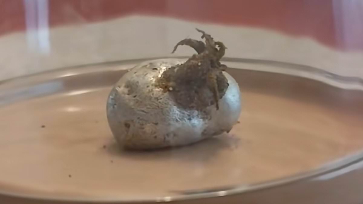 Viral Videos Show Tentacle-Like Growths on 'Meteorite' Found in Panama; No Scientific Verification