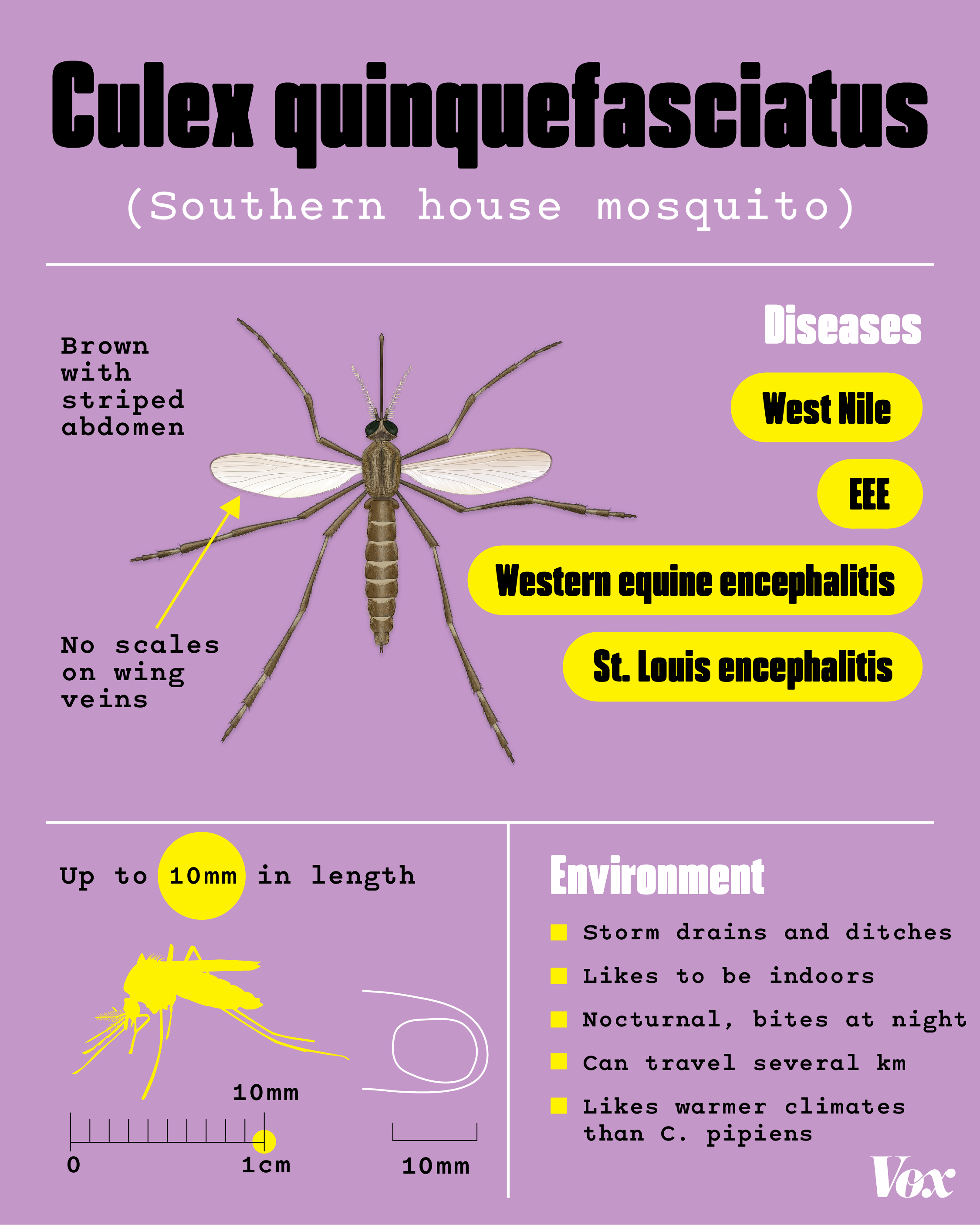 mosquito identification cards 2