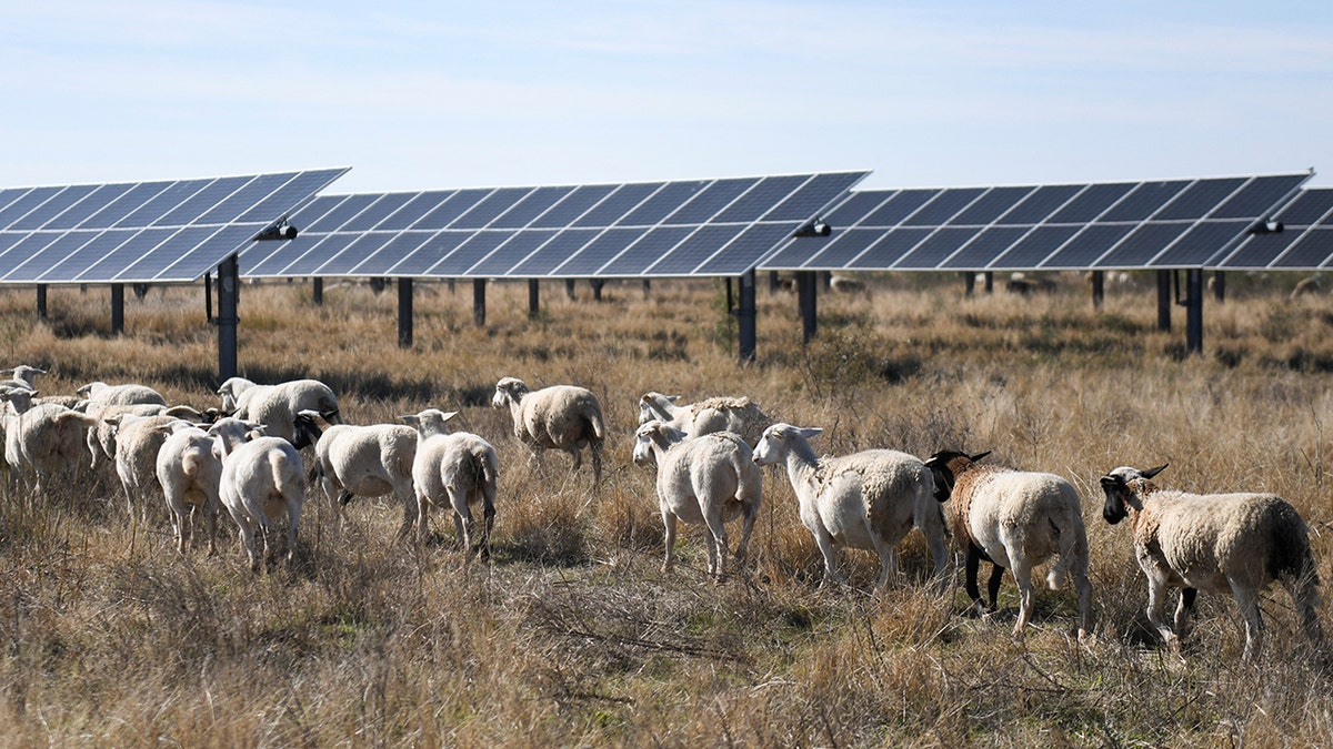 Gate to a solar farm with grazing sheep