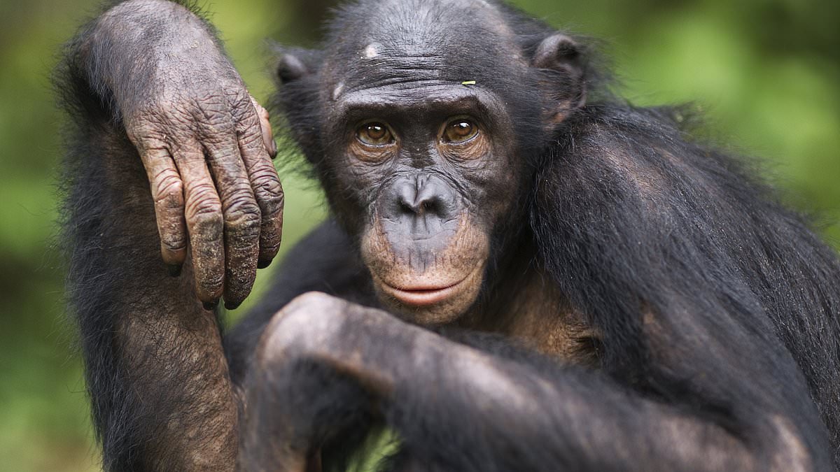 Scientists explain why monkeys and apes still exist if humans evolved from primates