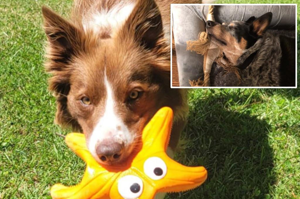 Dogs classify toys by function, new study finds