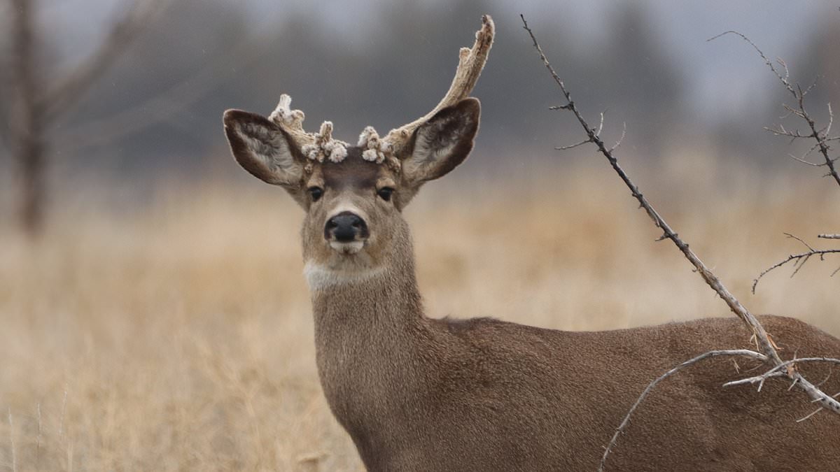 Eastern U.S. Deer Die-Off Linked to Epizootic Hemorrhagic Disease Prompts Meat Guidance