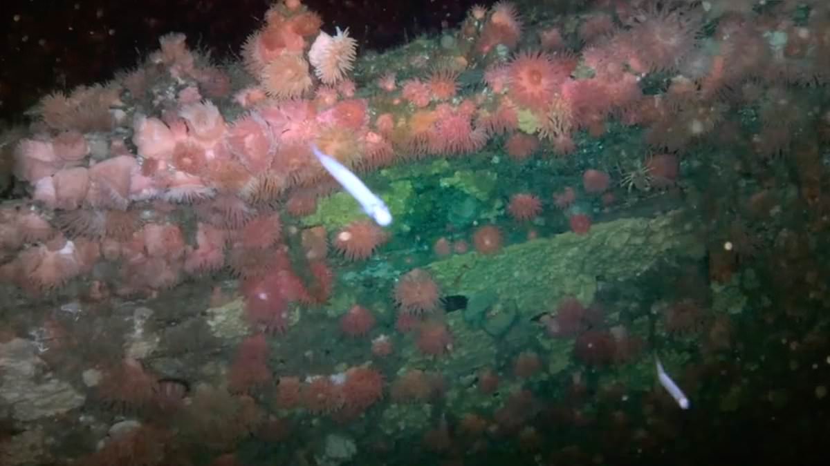 Researchers film SS Terra Nova wreck on ocean floor for first time