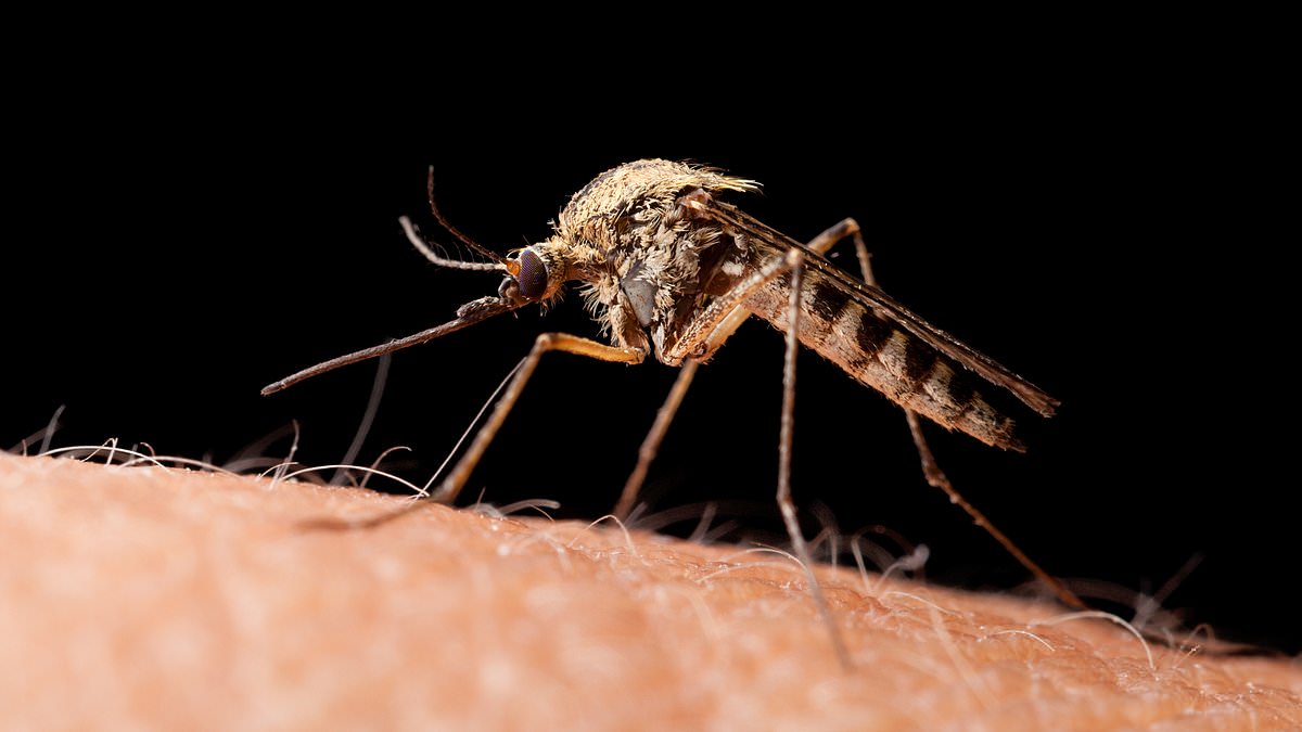 Study at Dutch festival finds beer drinkers more attractive to mosquitoes