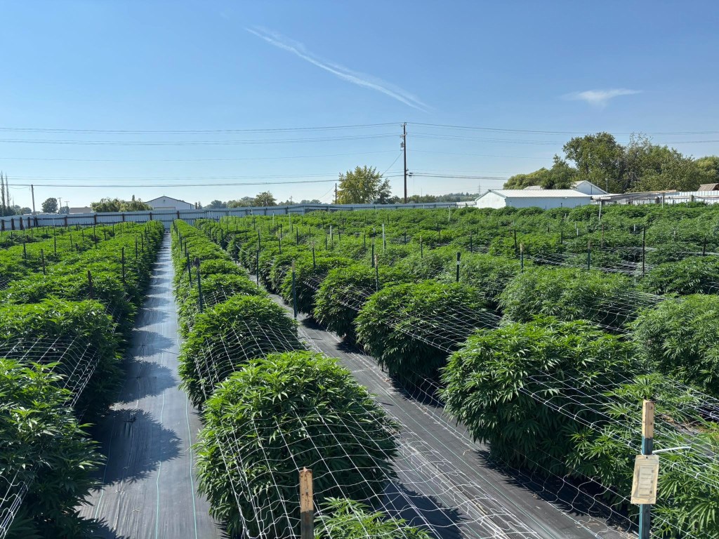 Golden Leaf cannabis farm in Benton City