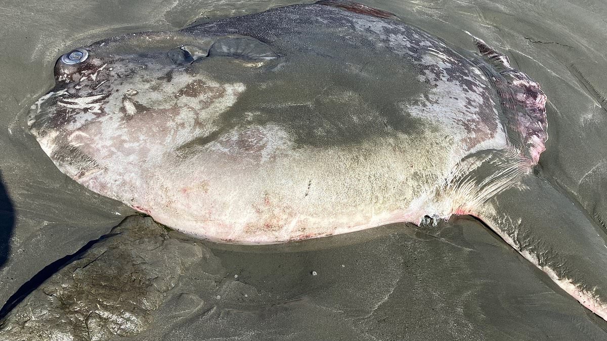 Rare six-foot hoodwinker sunfish washes ashore at Bodega Bay