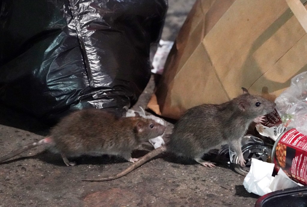 New York City rats display social packs and distinctive 'dialect,' study finds
