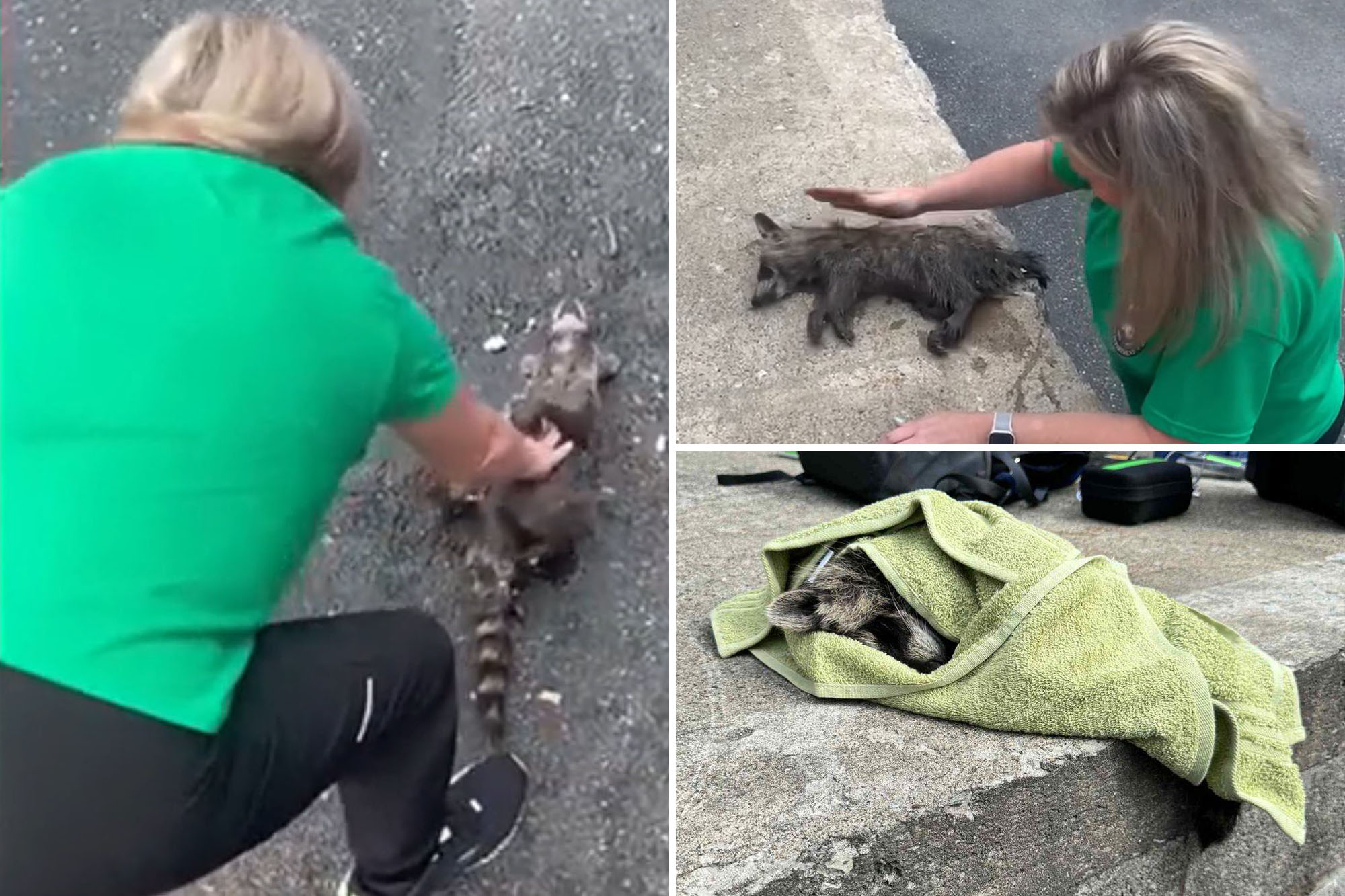 Nurse Performs CPR to Revive Moonshine-Soaked Raccoon in Kentucky