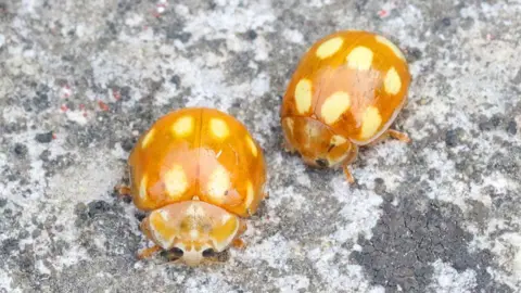 Little Arboreal Ladybird recorded in Britain for the first time as insects shift north