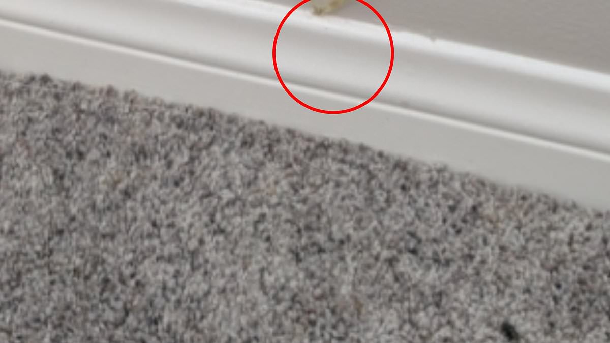 Grass sprouts at rental inspection spark online frenzy in Australia