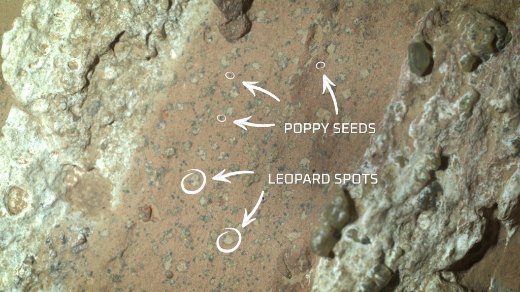 Close view of nodular textures in the mudstone