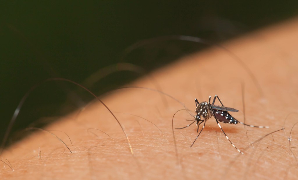 Aedes mosquito