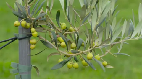 Olive trees near Long Sutton